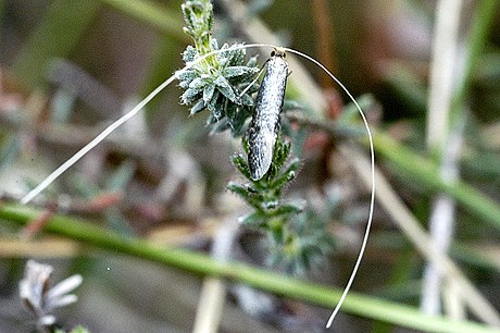 Nematopogon swammerdamellus