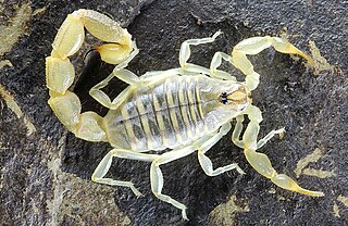 <i>Neobuthus</i> Genus of scorpions