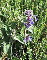 Šanta hroznovitá (Nepeta racemosa)