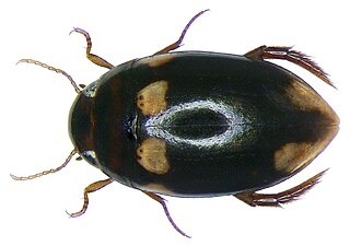 <i>Neptosternus</i> Genus of beetles