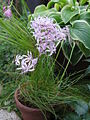 Nerine masoniorum