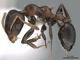 Nesomyrmex humerosus