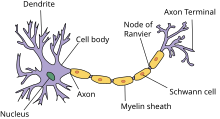 Anatomy of a myelinated nerve cell Neuron.svg