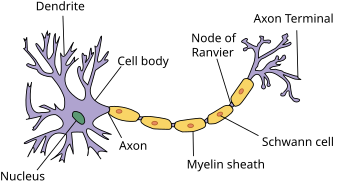 Neuron.svg