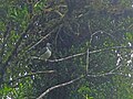 New Zealand Wood Pigeon - Flickr - GregTheBusker.jpg