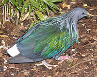 Adult Nicobar Pigeon