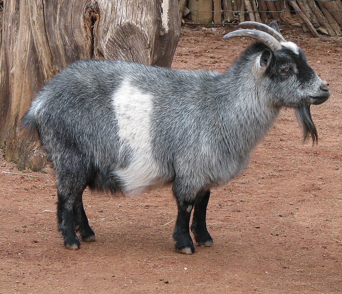 Chèvre naine nigériane