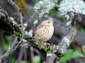 Nilgiri pipit