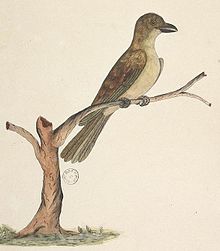 Norfolk Island Tasman starling (Aplonis fusca fusca), from the collection Drawings of birds chiefly from Australia, (1791-1792) Norfolk Island Tasman Starling.jpg