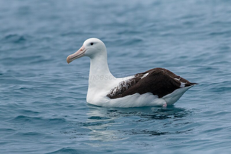 File:Northern Royal Albatross - Kaikorua - New Zealand (39039196942).jpg