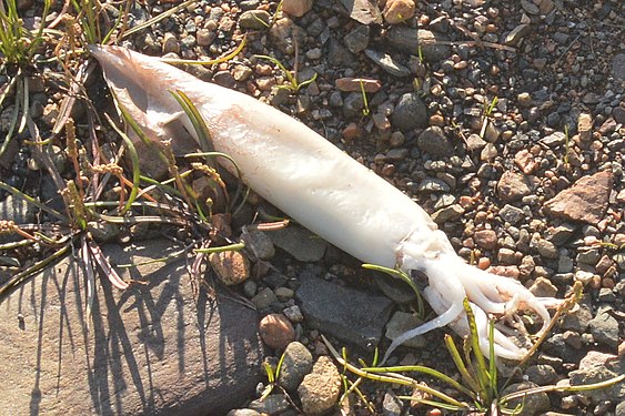 Northern Shortfin Squid (Illex illecebrosus)