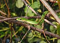 * Nomination Northern rough greensnake (Opheodrys aestivus), photographed in northeast Oklahoma (by User:Goody0033). ArionEstar 15:48, 6 January 2014 (UTC) * Decline  Oppose Nice composition and subject but , sorry, too much noise and poor detail to be QI IMO--Lmbuga 20:06, 7 January 2014 (UTC)