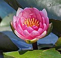 * Nomination Nymphaea Laydekeri Purpurata, Tivoli parc, Ljubljana, Slovenia. --PetarM 13:44, 8 October 2015 (UTC) * Promotion Good quality. --Laitche 13:53, 8 October 2015 (UTC)