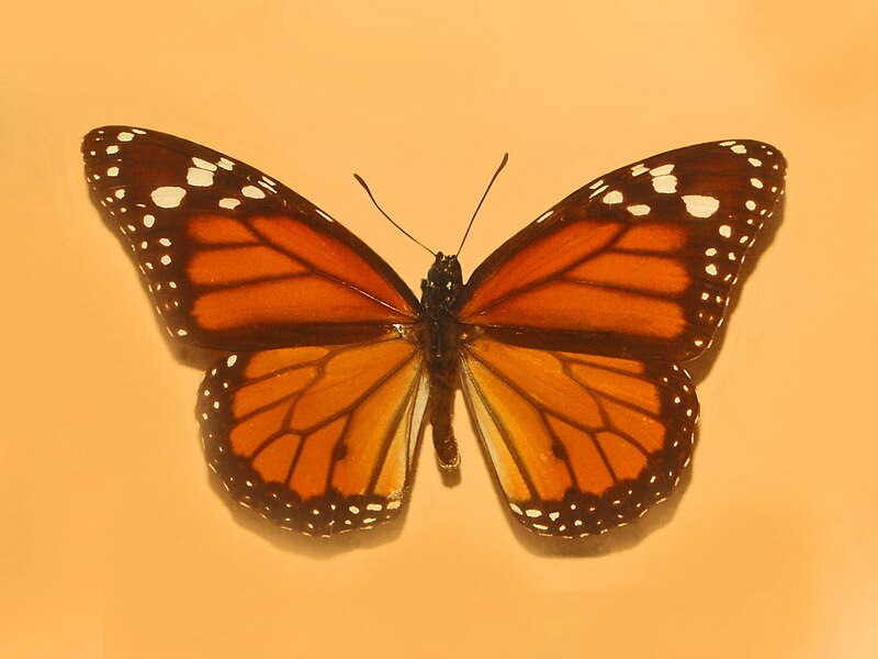 File:Nymphalidae - Danaus erippus.JPG