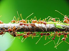 Weaver ants (Oecophylla smaragdina)