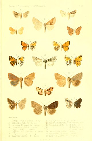 <i>Cigaritis zohra</i> Species of butterfly