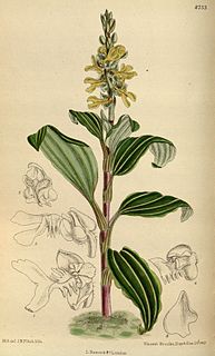 <i>Odontochilus</i> genus of plants