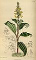 Odontochilus lanceolatus plate 8753 in: Curtis's Bot. Magazine (Orchidaceae), vol. 144, (1918)