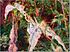 Ofelia Millais 8.jpg