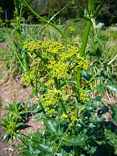 <i>Opopanax</i> (genus) Genus of flowering plants