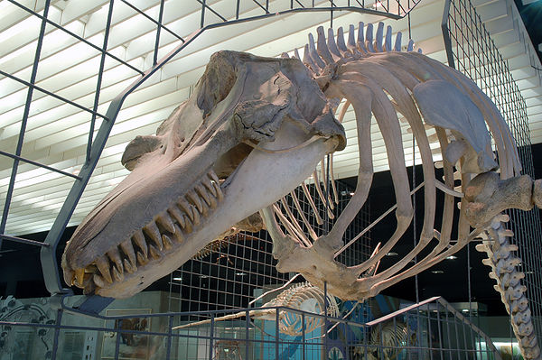 Skull of the orca (Odontoceti)