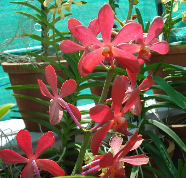 File:Orchid16.JPG