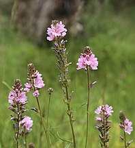 Oregon checker bloom, 7 flowerstalks