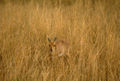 Al igual que en el oribi, una librea de color amarillo rojizo es típica de los mamíferos que viven y se camuflan en la sabana africana.