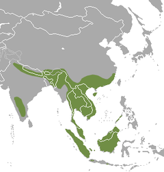Oriental Small-clawed Otter area.png