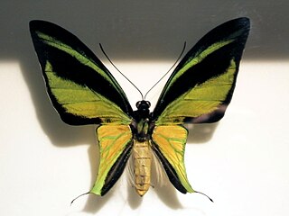 <i>Ornithoptera meridionalis</i> Species of butterfly