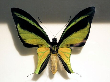 Ornithoptera meridionalis