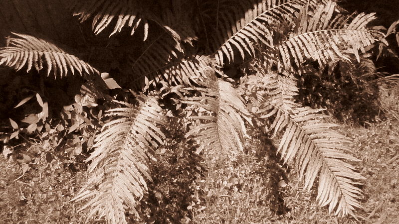 File:Ostrich Ferns.JPG