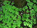 Redwood Sorrel (Oxalis oregana)