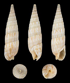 <i>Oxymeris cerithina</i> Species of gastropod