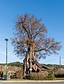 * Nomination "Napoleon linden tree" on Klagenfurter Strasse in Pritschitz, Pörtschach am Wörther See, Carinthia, Austria --Johann Jaritz 02:57, 30 December 2018 (UTC) * Promotion Good quality. --Seven Pandas 03:53, 30 December 2018 (UTC)