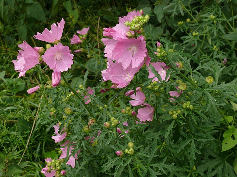 File:P1040196-Malva-alcea.JPG