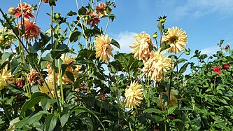 Dahlias in Germany