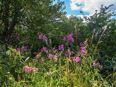 Orchideen im NSG Pottschütthöhe