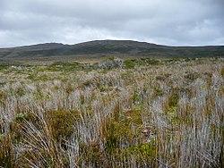 Magellanic moorland at Herschel Island, Cabo de Hornos National Park.