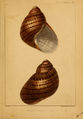 Plate Mollusca XII "Bulimus Maconelli"