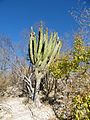 Pachycereus pecten-aboriginum