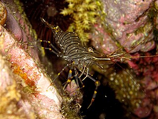 <i>Palaemon elegans</i> Species of crustacean