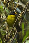 Pale-naped Brush-Finch - South Ecuador S4E0187 (23309023791).jpg