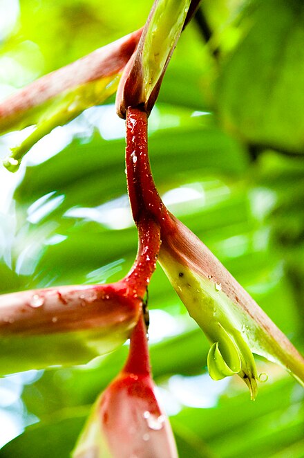 A Wild Palulu flower in Kabalebo