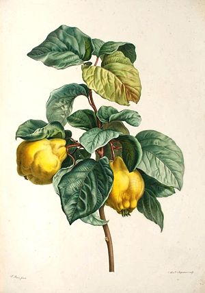 Quince: Species of flowering plant in the rose family Rosaceae