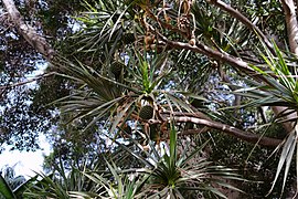 Day 2: Pandanus utilis in Weyler's Square.