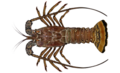Achelata (spiny lobsters, slipper lobsters)