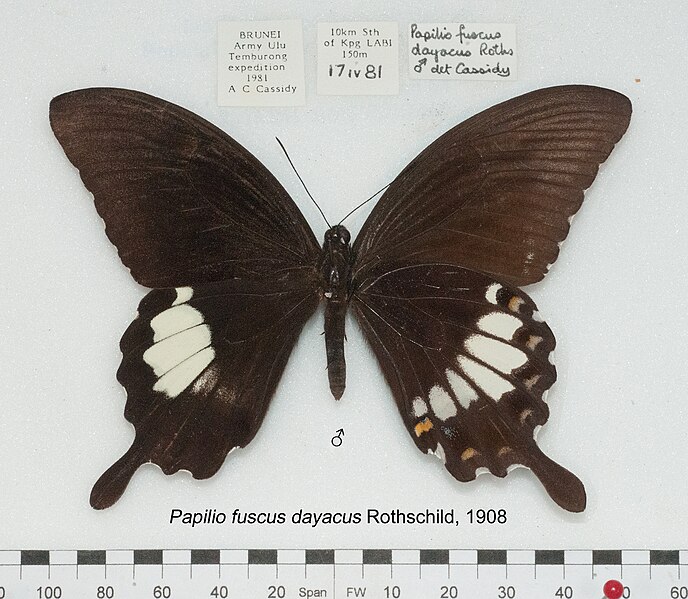 File:PapilioFuscusDayacusMUpUnAC1.jpg