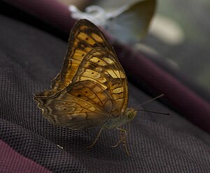 Partially open wing position of Vagrans egista Cramer, 1780 – Vagrant WLB IMG 9640 30.jpg