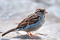 Domestic Sparrow (Passer domesticus) in City Park, Launceston, South Australia